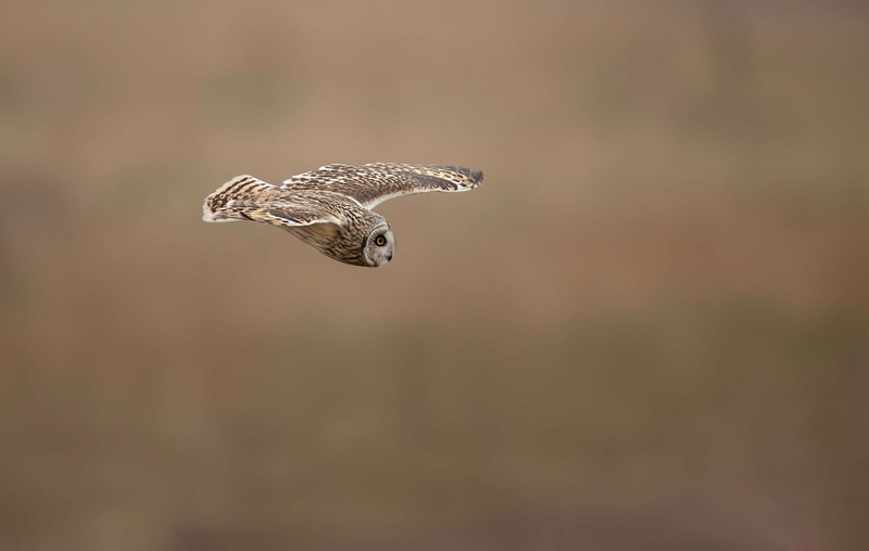 Short Eared Owl