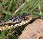 Adder moving off, annoyed at being disturbed.