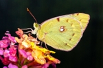 Clouded Yellow