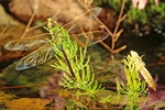 Dragonfly w/Nymph casing - Calif., USA