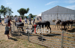 Guernsey Agricultural Show 2021-187
