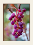 Vitis vinifera