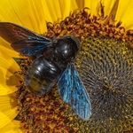 Violet Carpenter Bee (Xylocopa violacea)