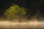 Tree, Heron & Mist