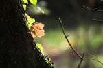 Sunlit Leaves