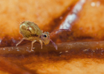 Dicyrtomina saundersi