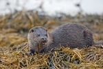 Otter