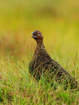 Red Grouse (male) calling, Scotland