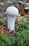 Common Puffball.