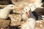 Black-browed Albatross moving through colony, Steeple Jason