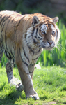 Siberian Tiger