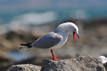 Silver Gull portfolio