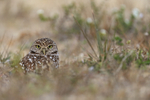 Burrowing Owl, Cape Coral, Florida