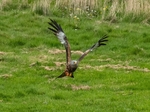 Red Kite