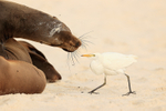 Cattle Egret & Galapagos Sea Lion, Espanola, Galapagos