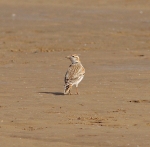 Mongolian Lark