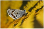 Silver Studded Blue on Yellow Bracken