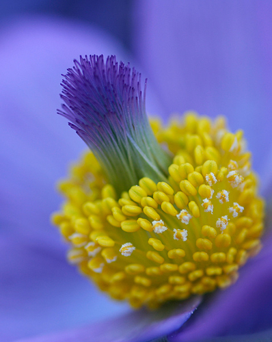 [align=center]Pulsatilla Halleri, 'Pasque/Passion Flower'[/align]