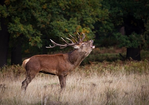[align=center][size=11][b]Red Deer Stag, Richmond Park, London[/b][/size][/align]
