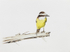Bem-te-vi / Great kiskadee