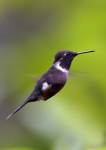 Purple-throated Woodstar