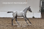 BPP_1991