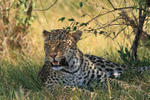 Leopard resting in the shade during the middle of the day