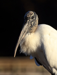 Wood Stork late afternoon portrait, Wakodahatchee Wetlands, Florida