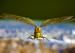 Dragonfly  1 07-10-07