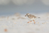 Piping Plover (breeding adult) running, Fort De Soto Park, Florida