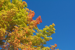 Autumn Colour
