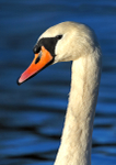 Mute swan 2