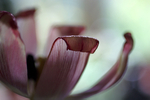 Flowers Set 13 - 13