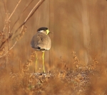 Yellow Wattled Lapwing