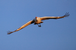 Sandhill Crane flying head-on, Bosque del Apache, New Mexico