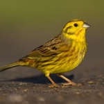 Yellowhammer