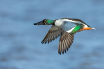 Northern Shoveler