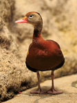 Black-bellied Whistling-duck portfolio