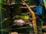 Edible Frog