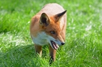 Red Fox