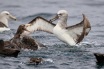 Salvin's Albatross & Giant Petrel squabbling, Pacific Ocean, Chile
