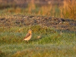 Northern Wheatear