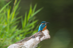 Kingfisher beside the river wear. ref 0207