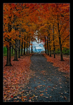 Country Lane