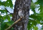 Spotted Flycatcher