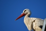 White Stork