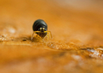 Sminthurinus igniceps