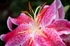 Pink Lily
