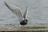 Whiskered Tern