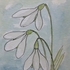 Snowdrops